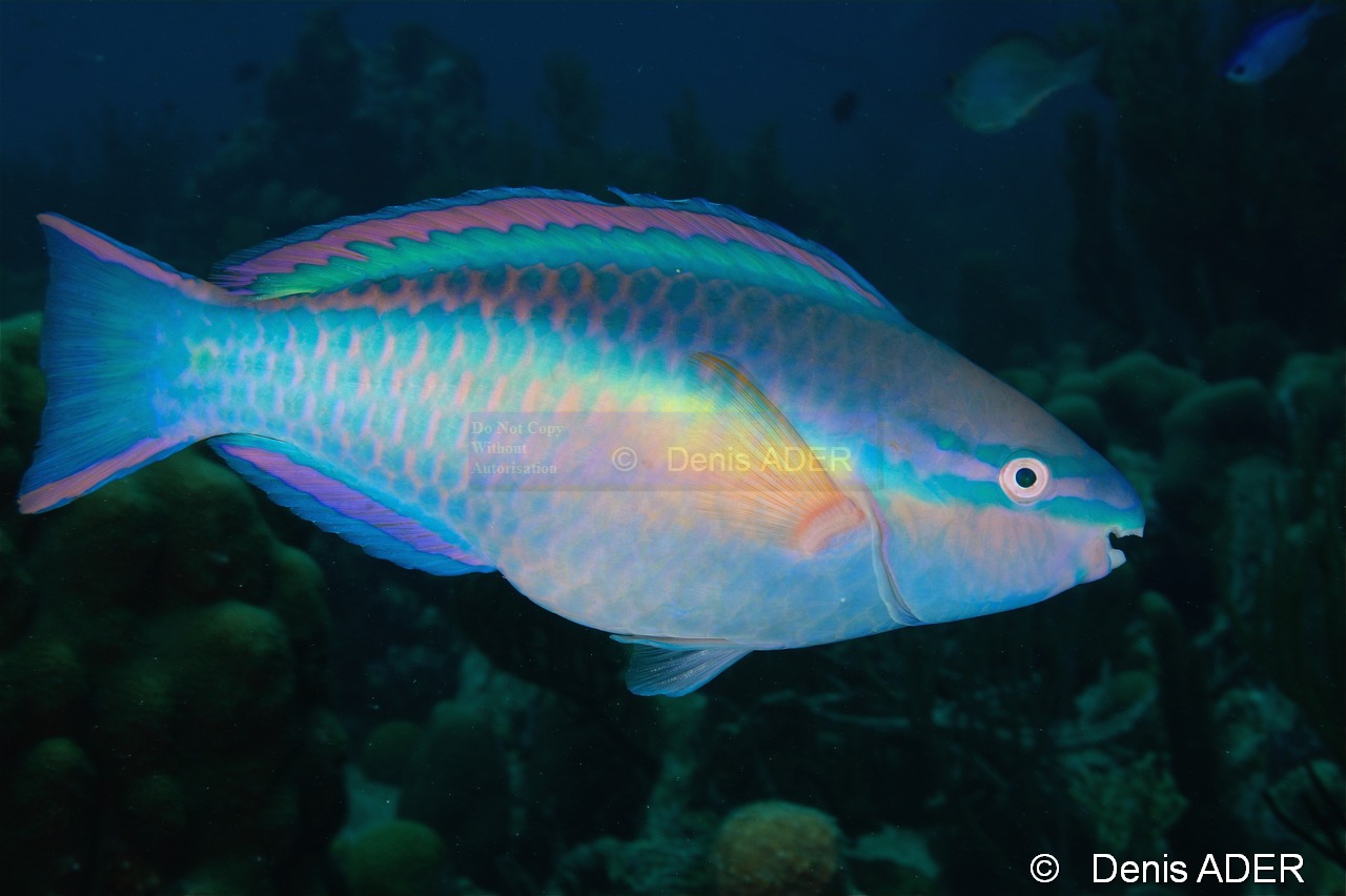 Scarus taeniopterus terminal-Bonaire South Bay-11m-20180218-Denis-ADER-DSC_6531_tn.jpg